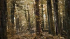 Simon Jokuschies - Fangorn Forest