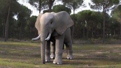 Torben Au - Elefant